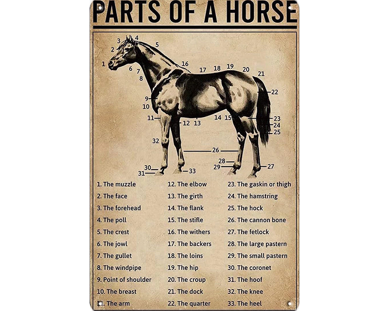 Metalen wandbord | Parts of a horse |