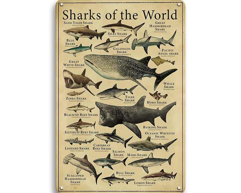 Metalen wandbord | Sharks of the world |